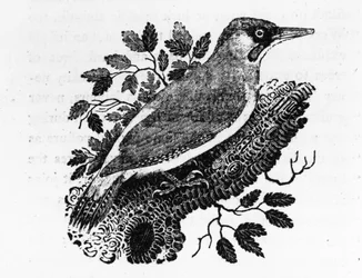 The Green Woodpecker, illustration fra 