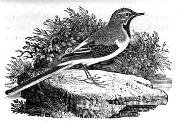Den grå viphale, illustration fra 