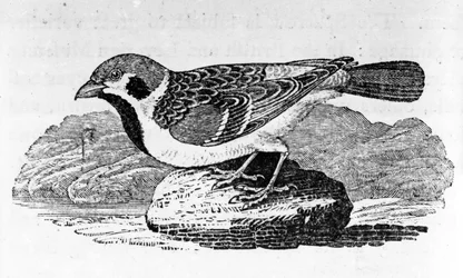 Bjergspurven, illustration fra «A History of Birds» af Thomas Bewick, først udgivet 1797