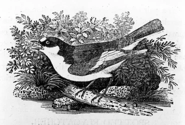 The Pied Flycatcher, illustration fra 