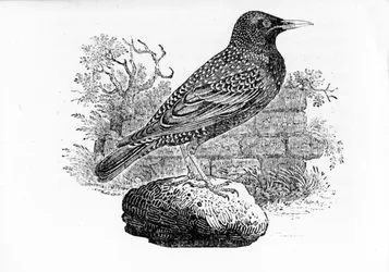 Stæren, illustration fra «The History of British Birds» af Thomas Bewick, første gang udgivet i 1797
