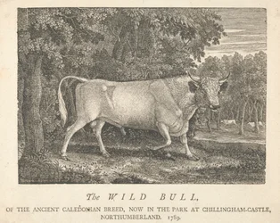 Den vilde tyr, af den antikke kaledonske race, nu i parken i Chillingham-Castle, Northumberland.