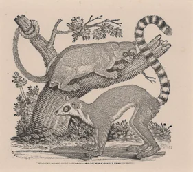 To Lemurer, fra "General History of Quadrupeds"