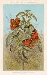 Forvandlinger hos dagpåfugleøje, 1888