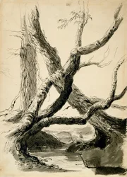 Skitse af træstammer, ca. 1825-40 (sort blæk, pen, vask og blyant på hvidt papir)
