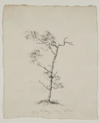 Ung hickory