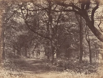 Træscene, Norton, Cheshire, 1856.