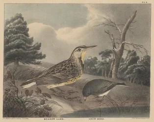 Meadow Lark and Snow Bird, fra 