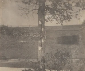 [Crowell-børn i Avondale, Pennsylvania]