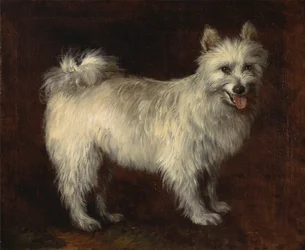 Spitz Dog,A Dog, ca. 1765.
