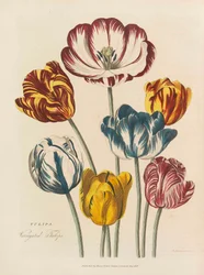 Den universelle urte, 1824.