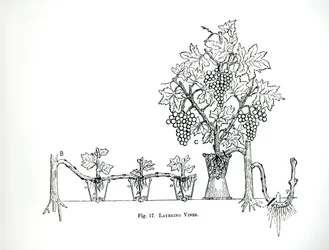 Layering vinstokke, fra Thomas Mawsons 