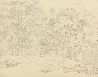 Træer i Ashtead Park, Surrey