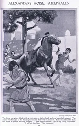 Alexanders hest, Bukefalos: hesten var blank sort med en hvid stjerne i panden, ca. 1950