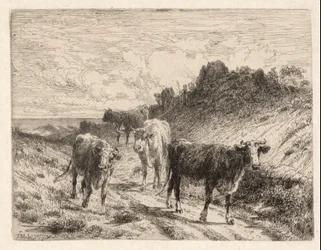 Køer