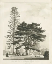Haughton Rectory: sepia vask tegning