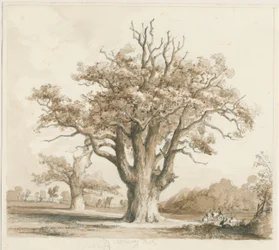 Teddesley Hall - Oak Trees: blyant- og vasketegning, nd [nov. 1842]