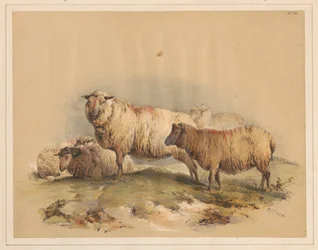 Får, nr. 18