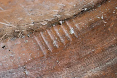 Detalje af bagsiden af et Adam og Eva-skålfad, North Staffordshire
