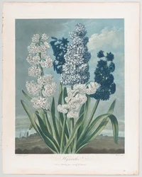 Hyacinter, fra The Temple of Flora, or Garden of Nature, 1. juni 1801., 1. juni 1801.
