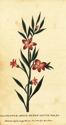 Gilliflower busk i New South Wales. ,1800 (gravering)