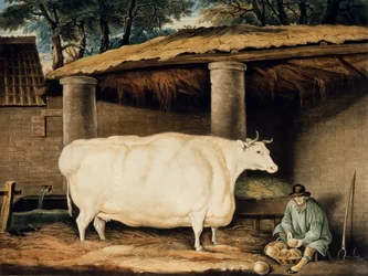 A Short Horned Heifer, graveret af William Ward, Dartington, 1811 (farvegravering)