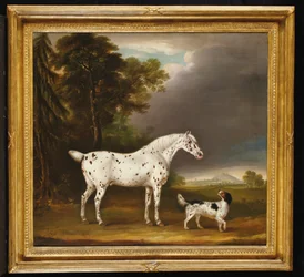 Appaloosa Horse and spaniel, 1807dani