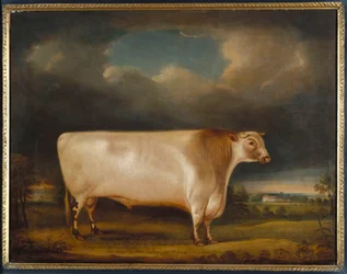 Komet, en let brølende korthornet tyr i et landskab, 1811