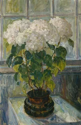 Hortensia