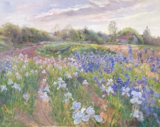 Solglimt på iris, 1996