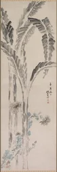 Bananplante og krysantemum, 1800-tallet.