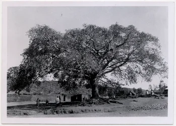 Træ med bred baldakin foran landsbymur, Axum, Etiopien, foto af Ugo Monneret de Villard
