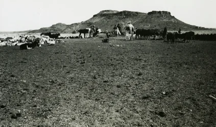 Udsigt over det arkæologiske område Naqa med dromedarer og kvæg, Sudan, foto af Ugo Monneret de Villard