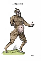 Repræsentation af en satyr. Plade med et naturhistorisk manuskript af Ulisse Aldrovandi (1522-1605) om monstre