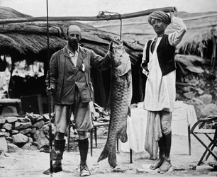 59 lb Mahseer, fanget af kaptajn H. B. D. Campbell, R.E., i Upper Ganges, c1903, 1903