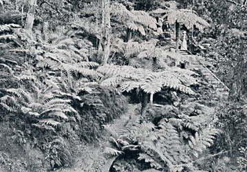 En skov af træbregner, Leura, Blue Mountains, c1900.