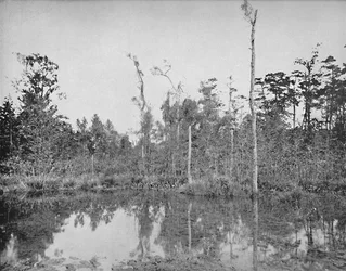 En Louisiana-sump, c1897.