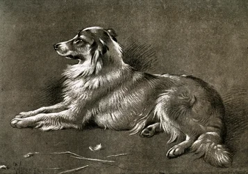 En fårehund, 1901