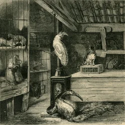 En vilddyrsbutik, c1873.