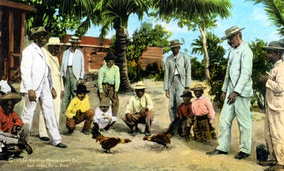 En hanekamp, Puerto Rico, 1909