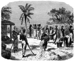 En bomuldsplantage, c1880