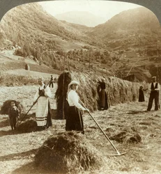 En bondefamilie laver hø på en solrig mark mellem bjergene, Roldal, Norge, c1905.