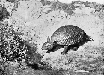 En glyptodon, det 20. århundrede