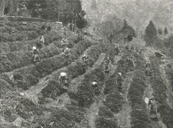 En teplantage uden for byen, Kobe, Japan, 1895.