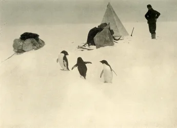 Adelie Penguins besøger en lejr c1908, 1909.