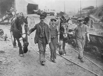 Efter bosættelsen: Minearbejdere tager deres ponyer tilbage til graven, 1915