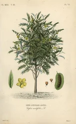 Alexandrian senna, Senna alexandrina, Cassia acutifolia, Senna a feuilles agues