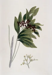 Allehånde, 1823