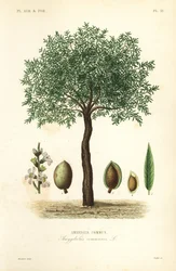 Mandeltræ, Prunus dulcis, Almindelig mandeltræ