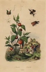 Ambush bug, Macrocephalus cimicoides 1,2 og blærekirsebær eller kinesisk lanterneplante, Physalis alkekengi 3
